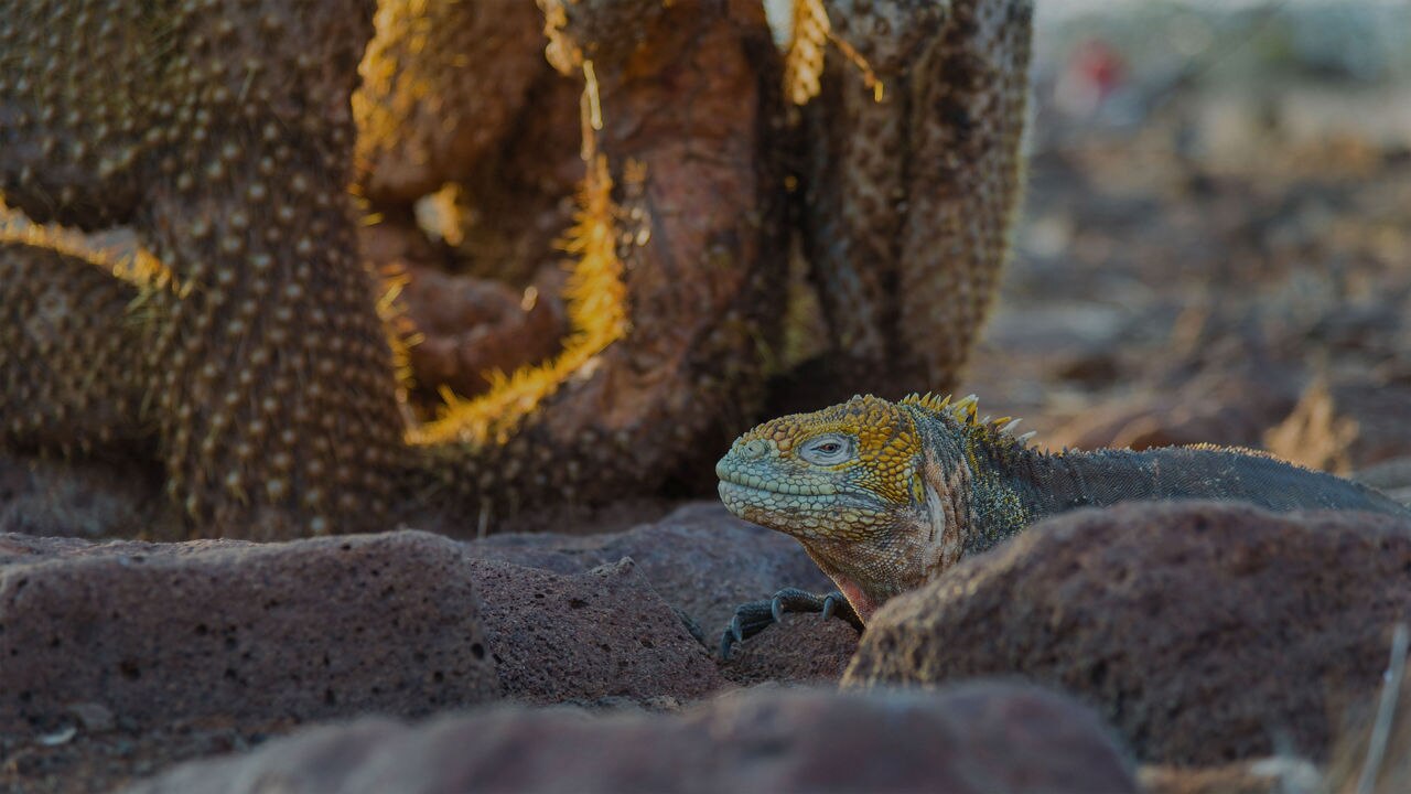 Galapagos Land Iguana laying by cactus