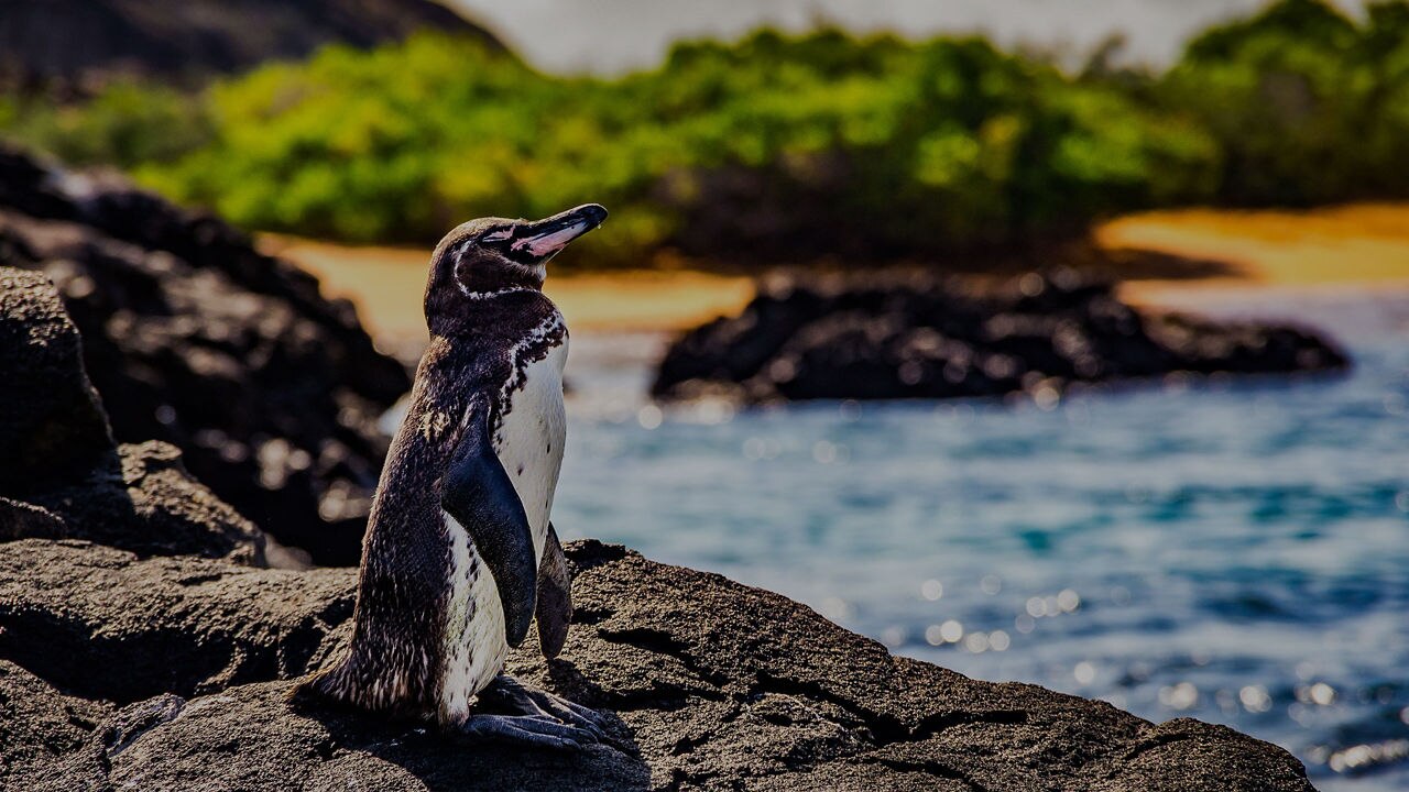 Galapagos penguin on a rock in Isla Isabela