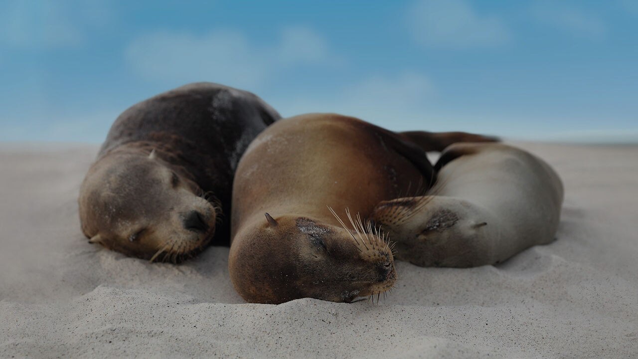 Seals laying on Galapagos beach