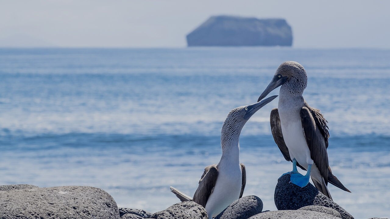 Galapagos Sea Lions