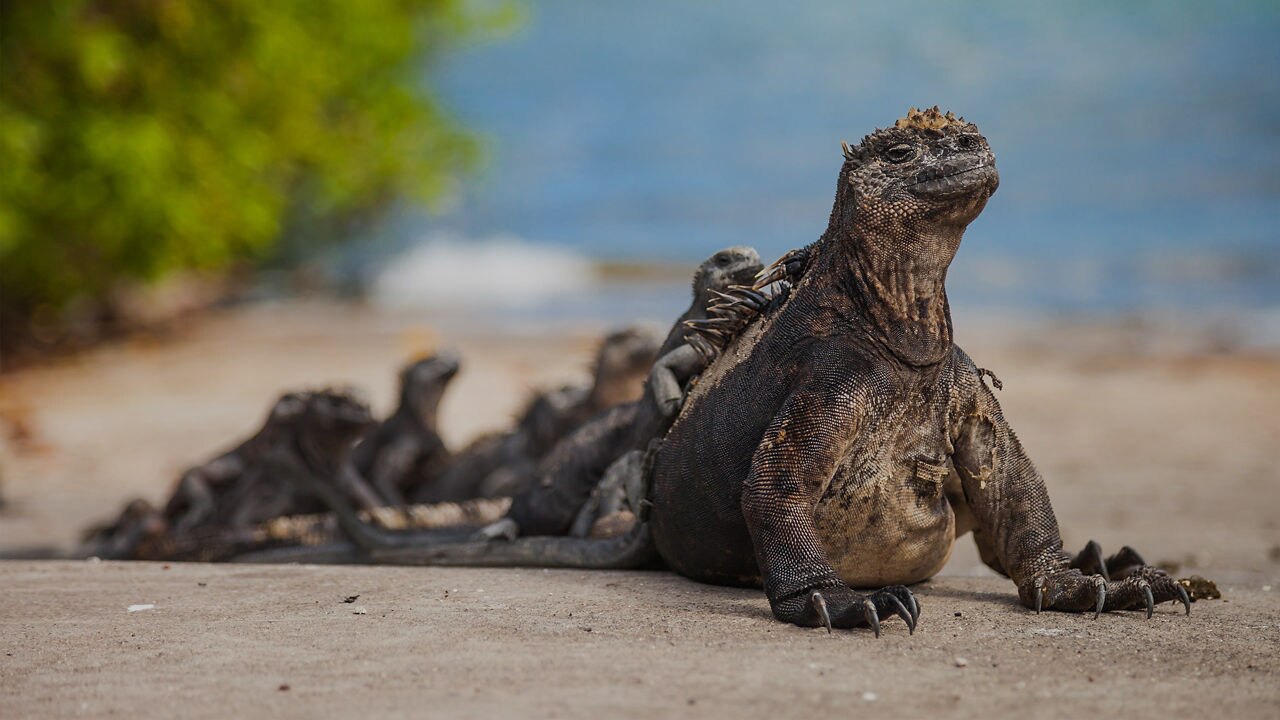 Galapagos Sea Lions