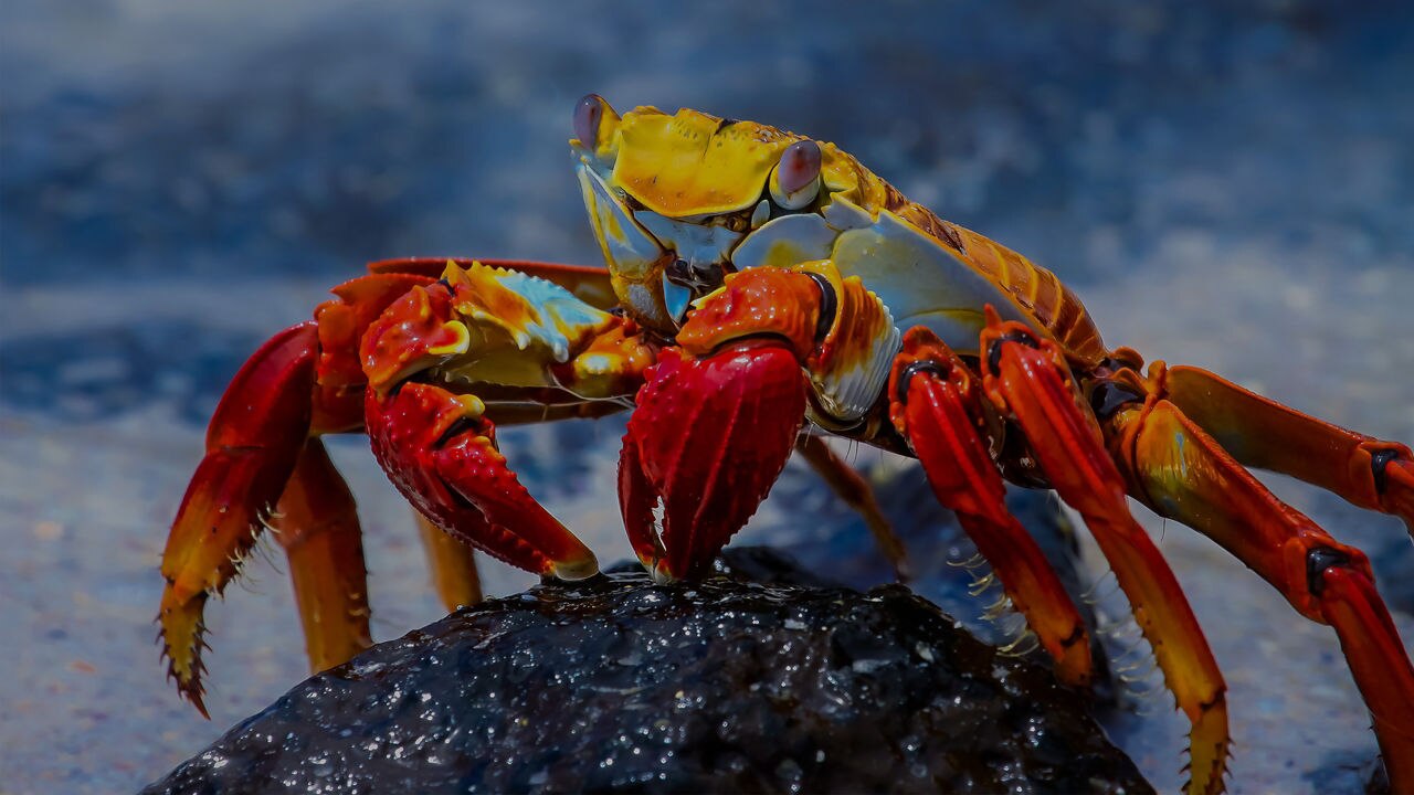 colorful Sally Lightfoot Crab on a rock
