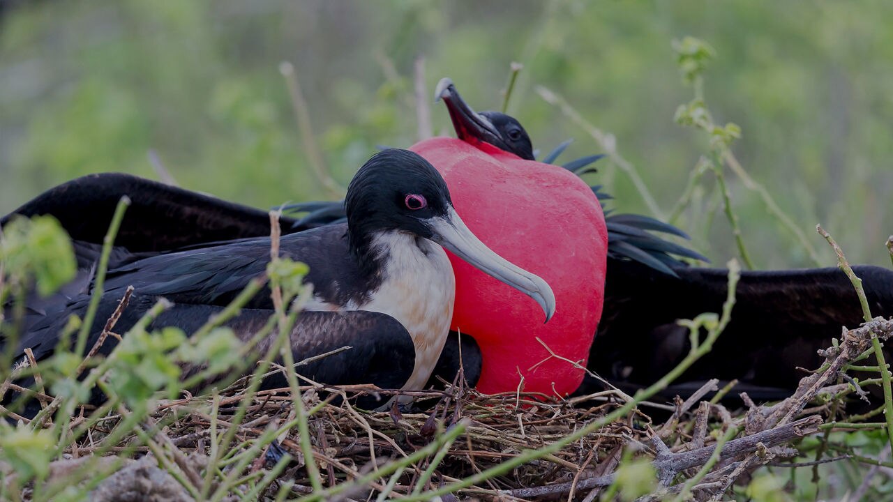 Frigate Birds in a nest in the Galapagos