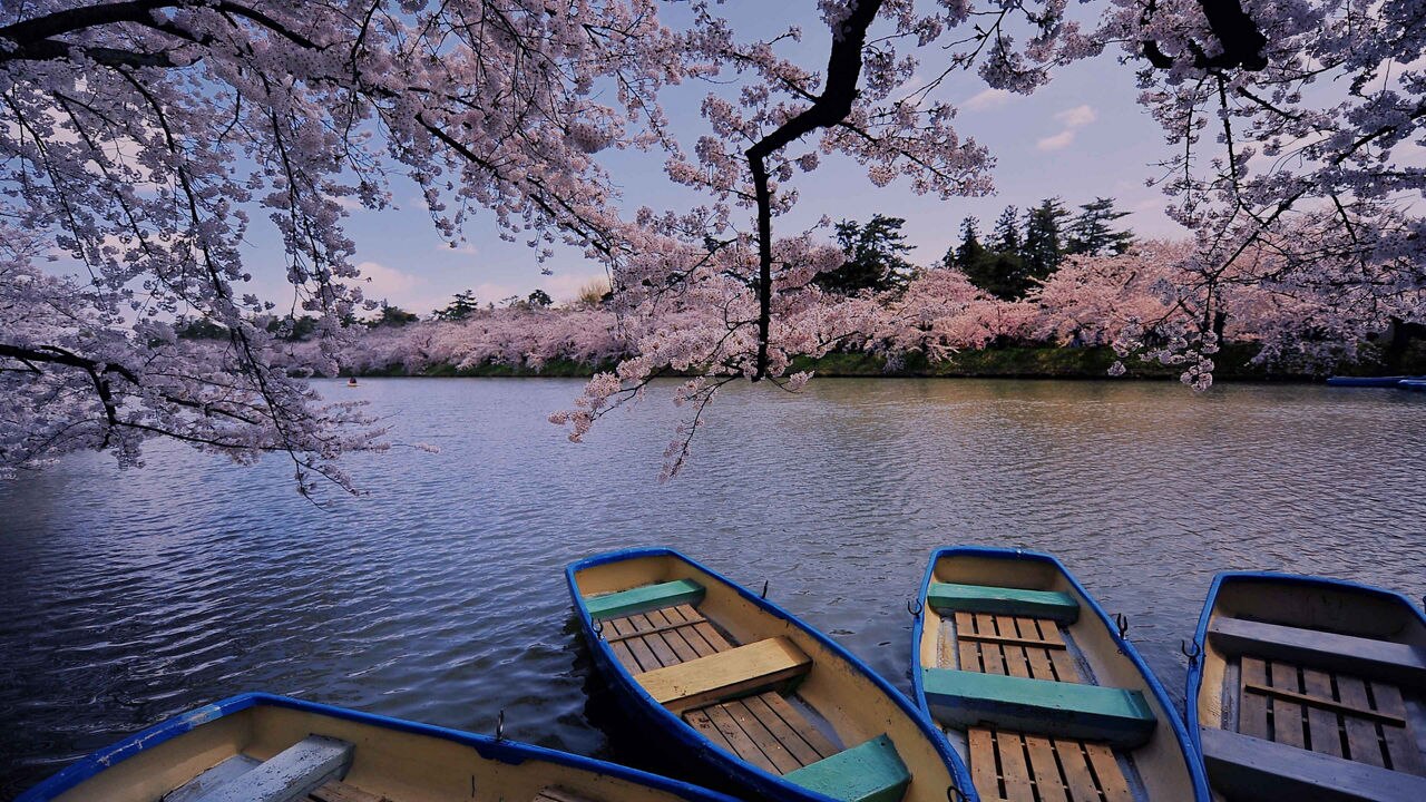 Cherry Blossoms at Aomori Japan