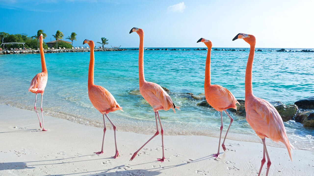 Pink Flamingo at Aruba Island