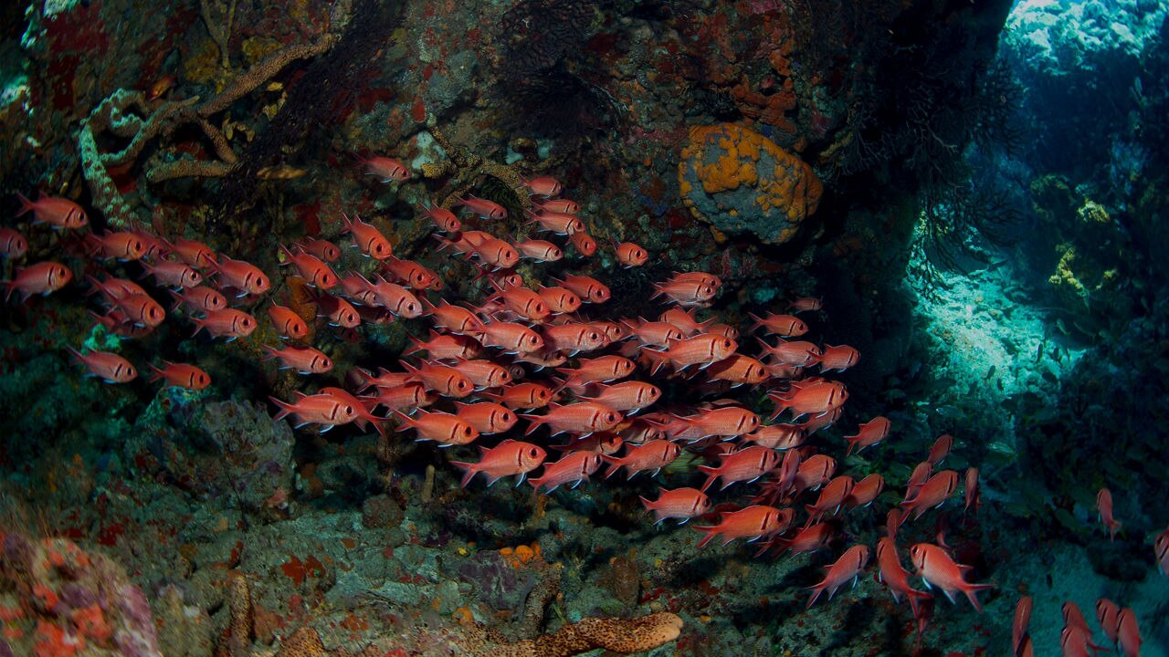 school of blotcheye soldierfish swimming across a reef in Roseau