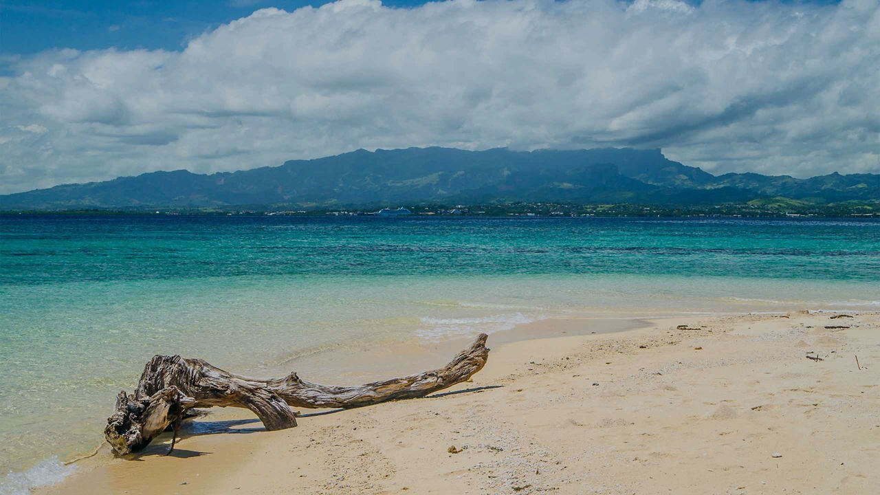 branch of a tree on the side of the beach
