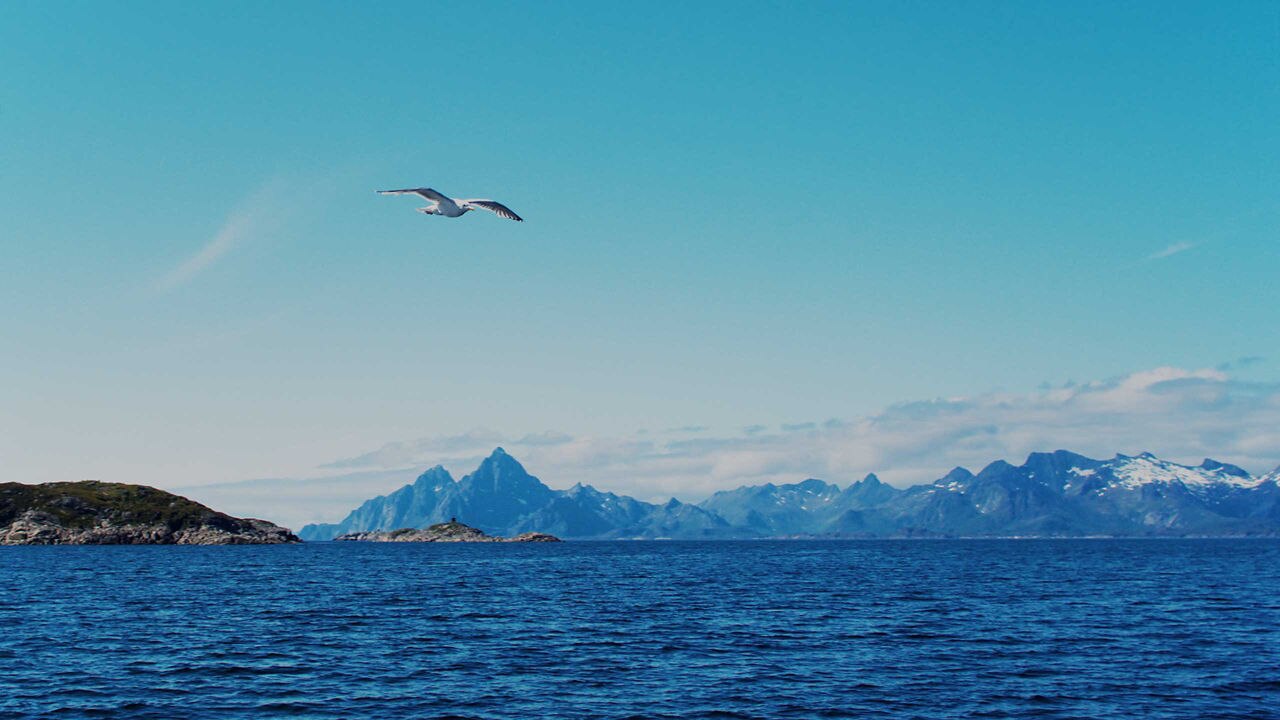 Sea bird of North Sea