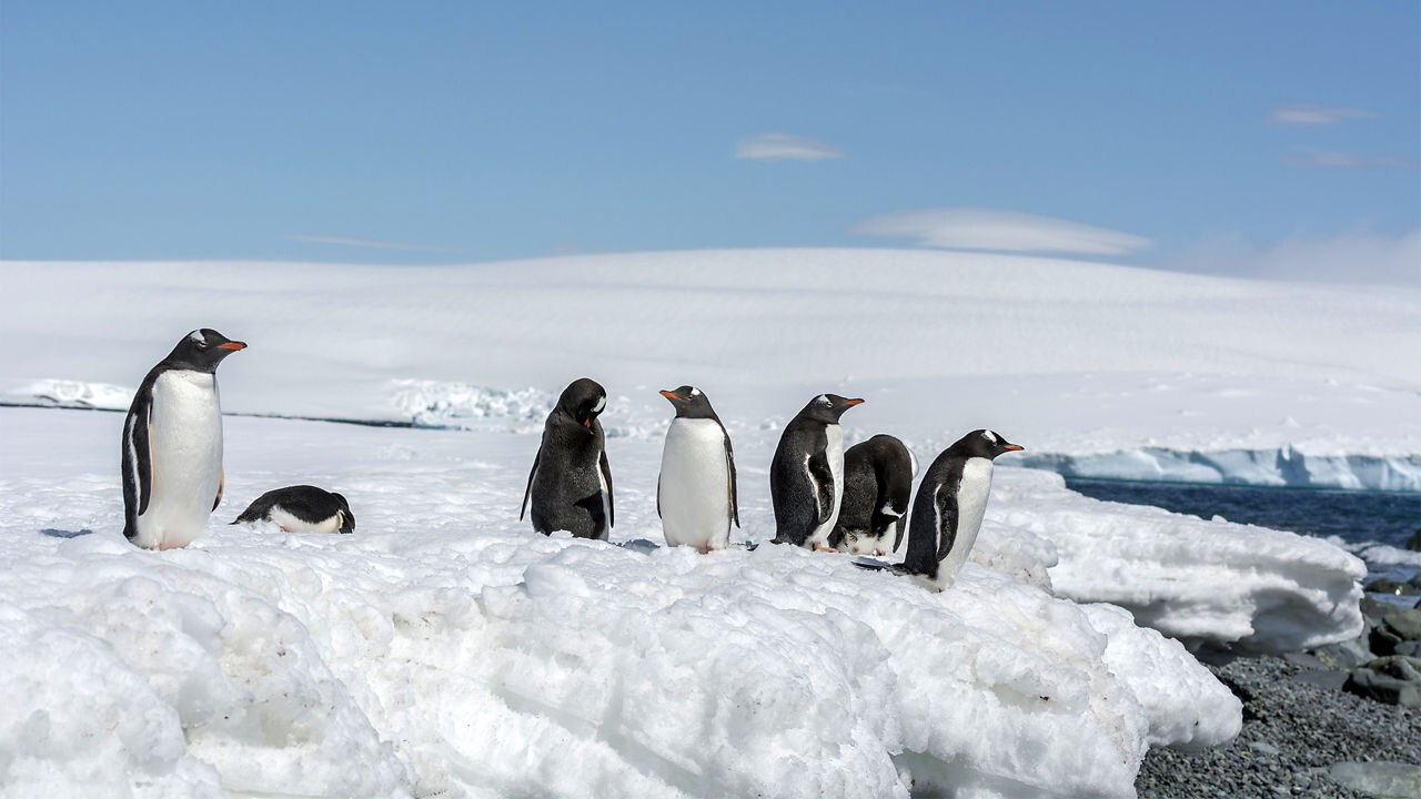 Cruise to Paradise Bay, Antarctica