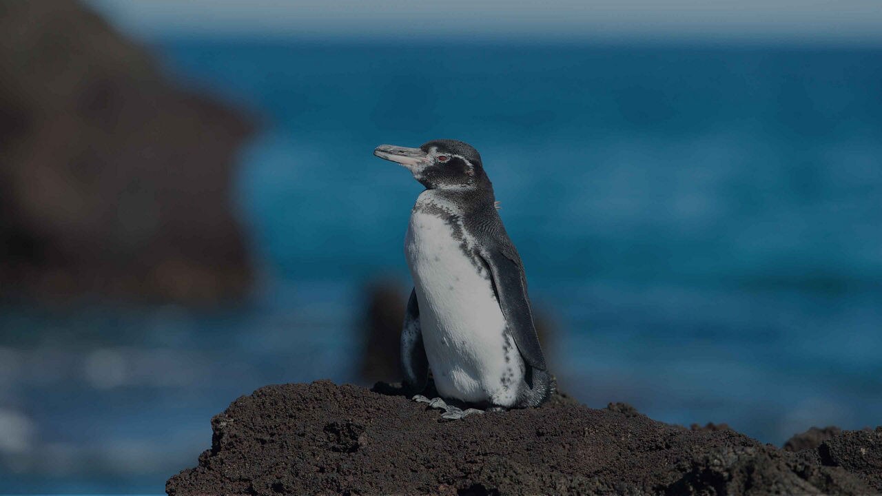 sight of a penguin