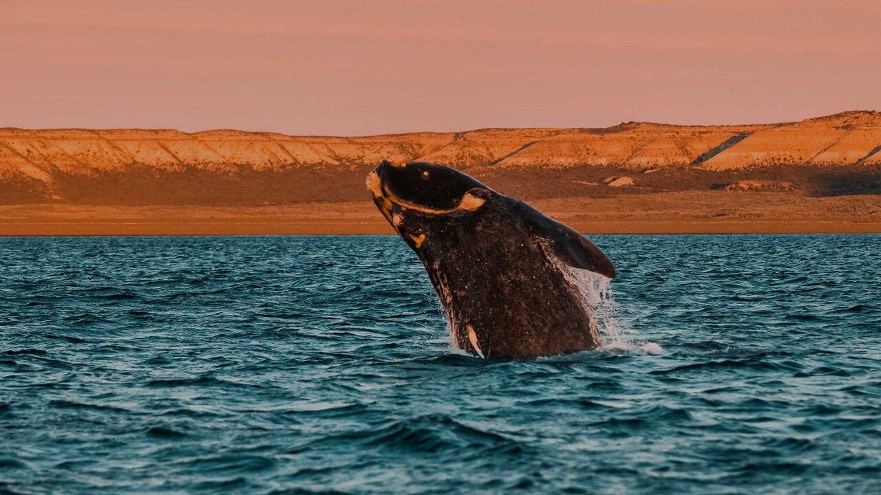 whale jumping