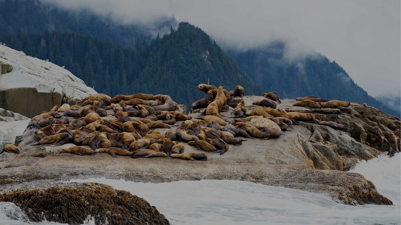 sea lions lounging on rocks in Sitka Alaska