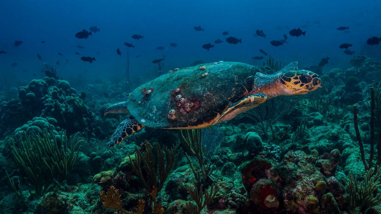 turtle swimming along a reef in St. Croix 